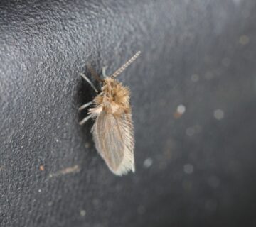 How To Get Rid Of Drain Flies For Goo